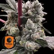 RS11 (Rainbow Sherbet)