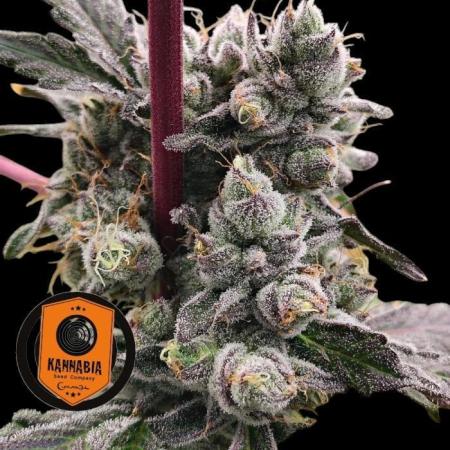 RS11 (Rainbow Sherbet)