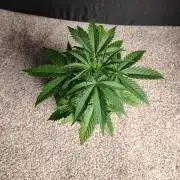 Sunset Sherbet Go Fast