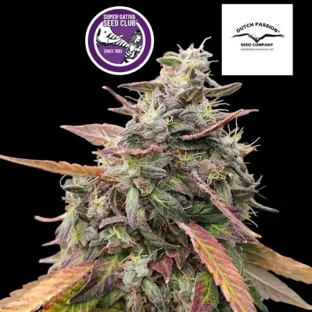 Black Cherries