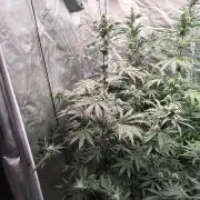 RS11 (Rainbow Sherbet)