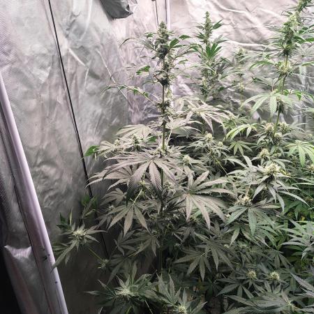 RS11 (Rainbow Sherbet)