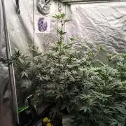 The Spice F3