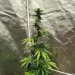 Apple Fritter Auto (run #2)