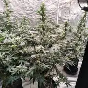 Fruity Pebbles OG