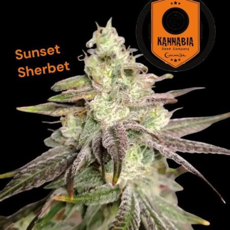 Sunset Sherbet