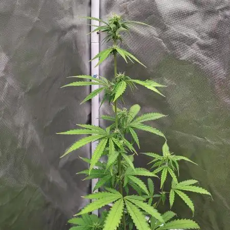 Apple Fritter Auto (run #2)