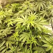 Sunset Sherbet Go Fast