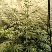 Sunset Sherbet Go Fast