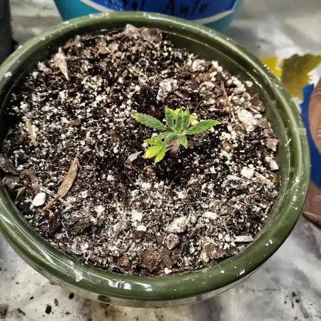 Black Opium Auto