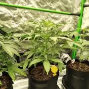 BaconAuto