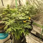FrostBanger Auto