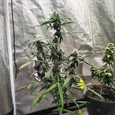 Delicious Cookies Auto