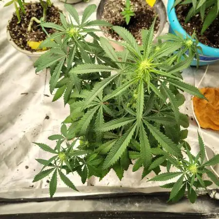 Black Opium Auto