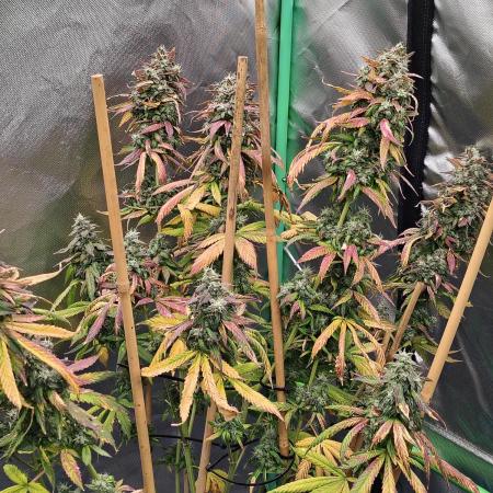 Black Cherries