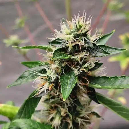 Delicious Cookies Auto