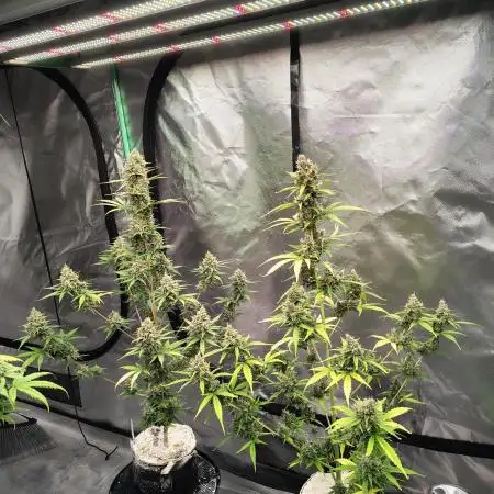 Cherry Cookies Auto