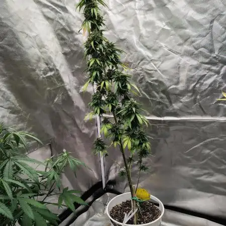 Apple Fritter Auto (run #2)
