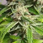 Black Opium Auto