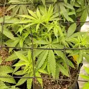 Sunset Sherbet Go Fast