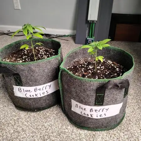 Blueberry Cookies