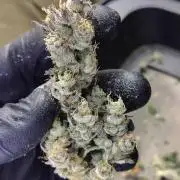 RS11 (Rainbow Sherbet)