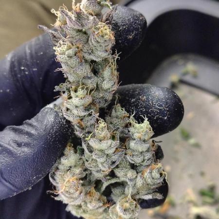 RS11 (Rainbow Sherbet)