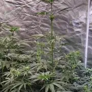 Sunset Sherbet Go Fast