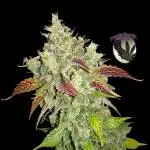 Gold Runtz Cake (Run #2)