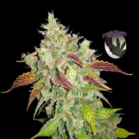 Gold Runtz Cake (Run #2)