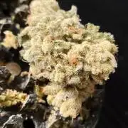 RS11 (Rainbow Sherbet)