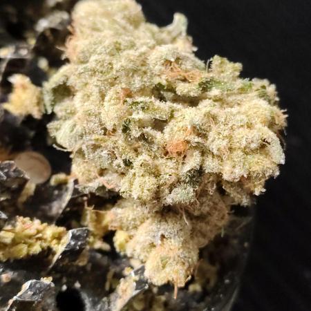 RS11 (Rainbow Sherbet)