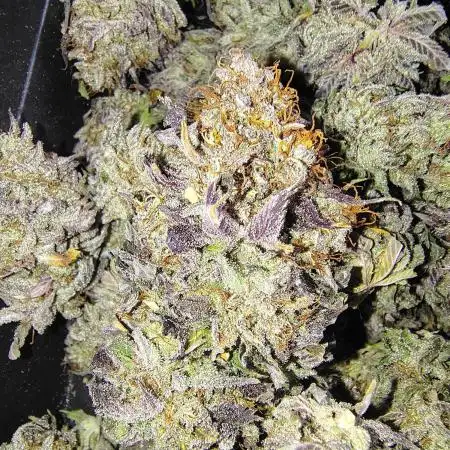 Blackberry Moonrocks