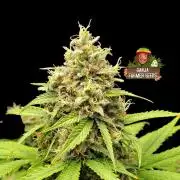 Cherry Cookies Auto