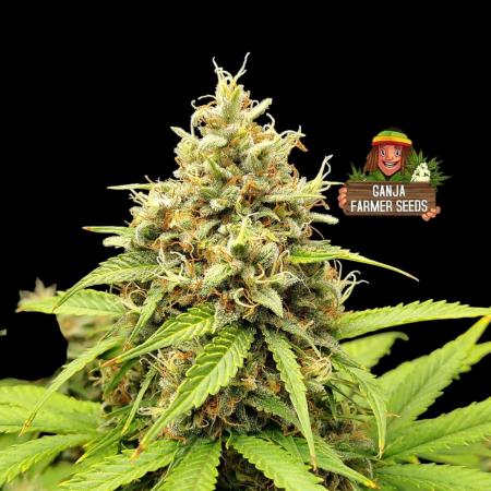 Cherry Cookies Auto