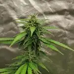 Apple Fritter Auto (run #2)