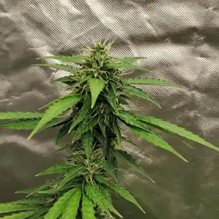Apple Fritter Auto (run #2)