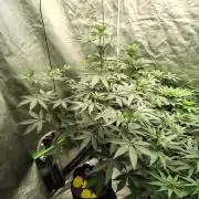 The Spice F3