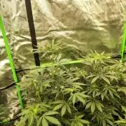 BaconAuto