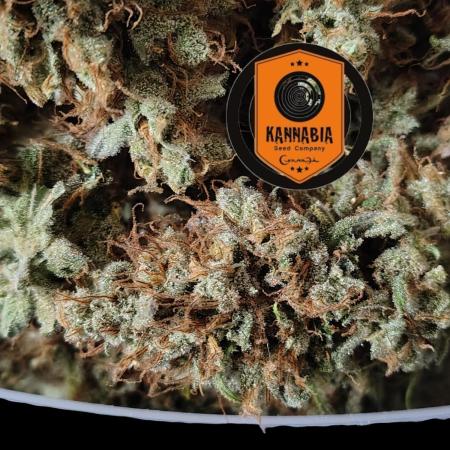 Sunset Sherbet Go Fast