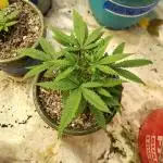 Black Opium Auto