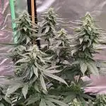 Black Cherries