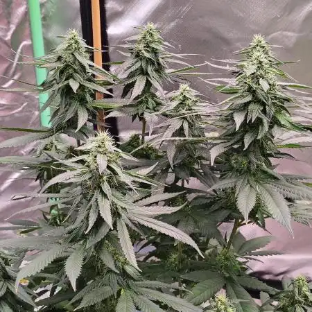 Black Cherries