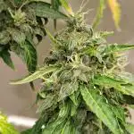 Apple Fritter Auto (run #2)