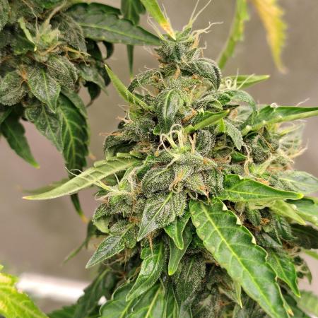 Apple Fritter Auto (run #2)