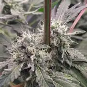 RS11 (Rainbow Sherbet)