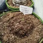 Sunset Sherbet Go Fast