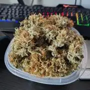 Juicy Blues Auto (Run #2)