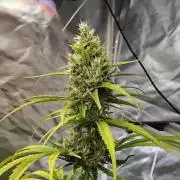 Sunset Sherbet Go Fast