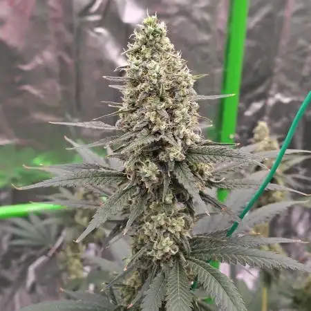Fruity Pebbles OG